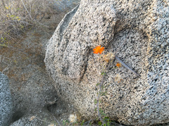 Adenophyllum speciosum