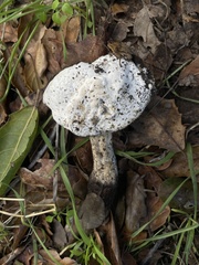 Hypomyces