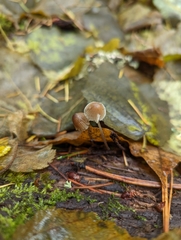 Mycena leptocephala