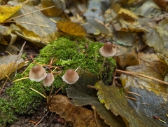 Mycena leptocephala