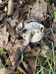 Hypomyces