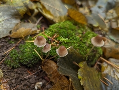 Mycena leptocephala