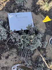 Eriogonum latifolium
