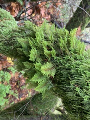 Dendroalsia abietina