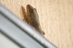 Homopholis walbergii