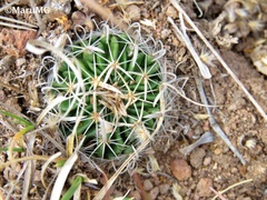Echinofossulocactus