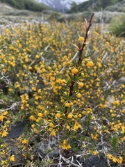Berberis empetrifolia