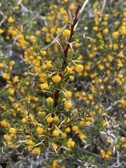 Berberis empetrifolia
