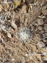 Mammillaria duwei