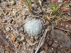 Mammillaria duwei
