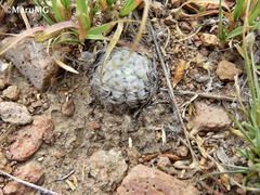 Mammillaria duwei