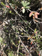 Leptospermum grandifolium