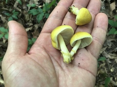 Pluteus mammillatus