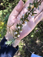 Leptospermum grandifolium