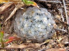 Mammillaria duwei
