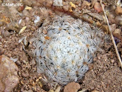 Mammillaria duwei