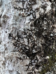Frullania eboracensis