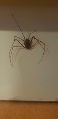 Scytodes globula