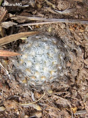 Mammillaria duwei