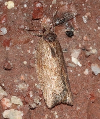 Epiphyas postvittana