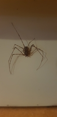 Scytodes globula