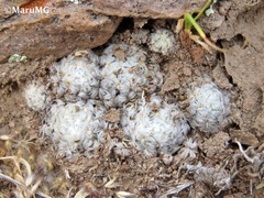 Mammillaria duwei