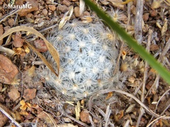 Mammillaria duwei