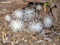 Mammillaria duwei
