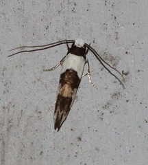 Monopis icterogastra