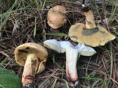 Boletus subgraveolens