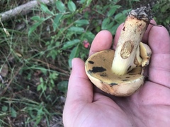 Boletus subgraveolens