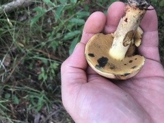 Boletus subgraveolens