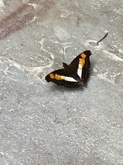 Doxocopa