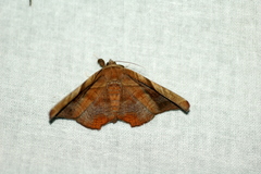 Episparis tortuosalis