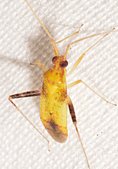 Phytocoris luteolus