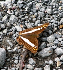 Adelpha alala