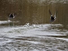 Lophodytes cucullatus