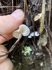 Clitopilus