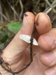 Clitopilus