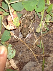 Leptodactylus latinasus