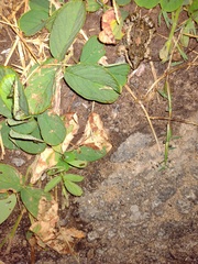 Leptodactylus latinasus