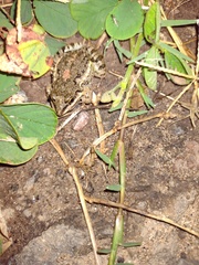 Leptodactylus latinasus