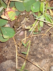 Leptodactylus latinasus