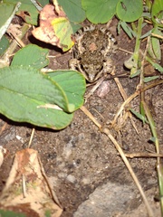 Leptodactylus latinasus