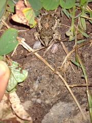 Leptodactylus latinasus