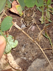 Leptodactylus latinasus
