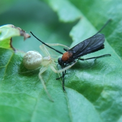 Misumenops