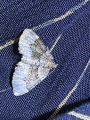 Xanthorhoe lacustrata