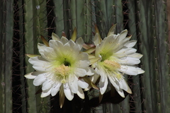 Trichocereus macrogonus