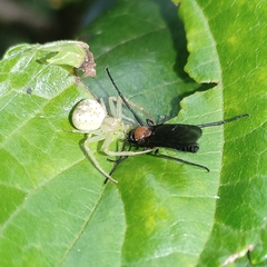 Misumenops
